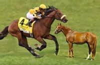 Meadowlands Entries & Results for Friday, 9.